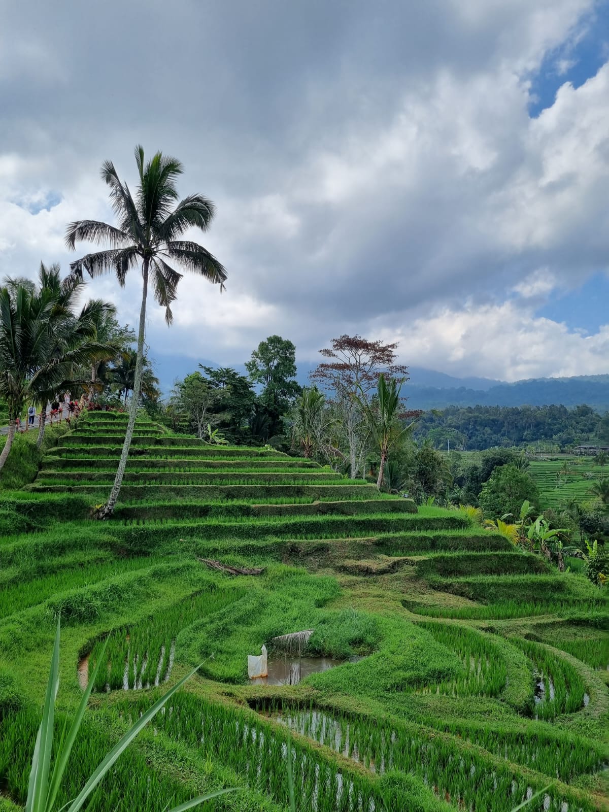 jatiluwih rice terrace